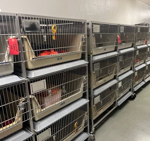 Rabbit-Racks-866x650x0x0x694x650x1665606594